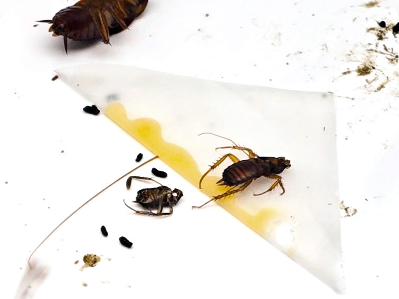 Cockroaches and ants